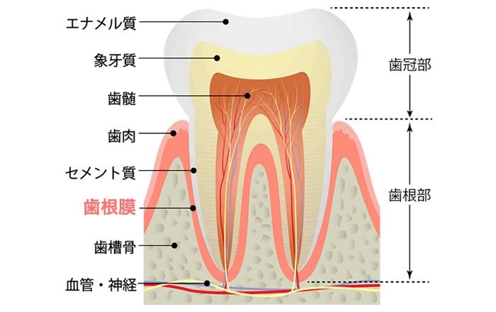 歯根膜