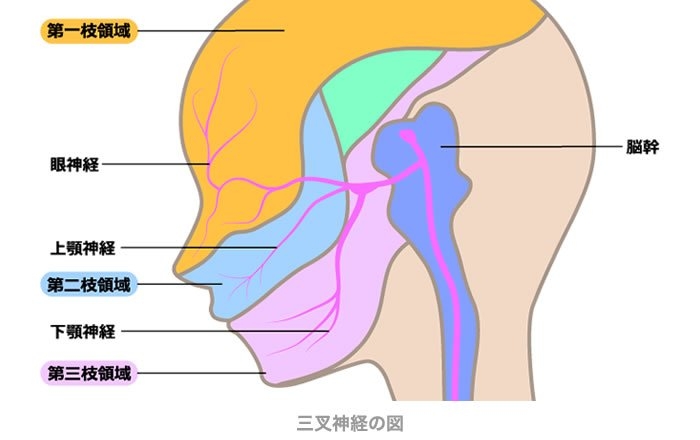 三叉神経の図