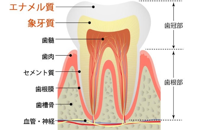 ホワイトニングは人工歯に作用しない