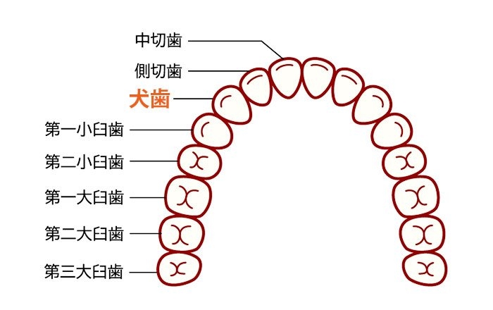前歯部にインプラントを入れるメリット：周囲の歯に負担をかけず、犬歯本来の役割を果たせる