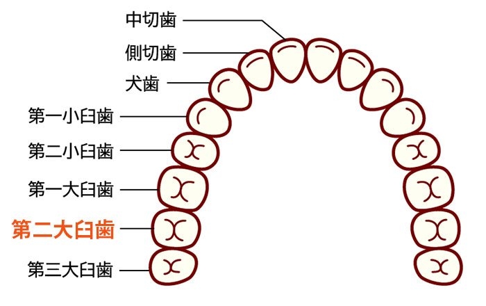 第二大臼歯の状態