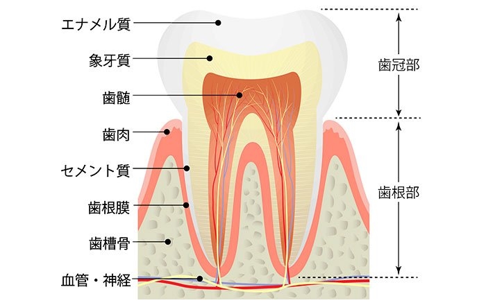 歯周組織とエムドゲインの作用