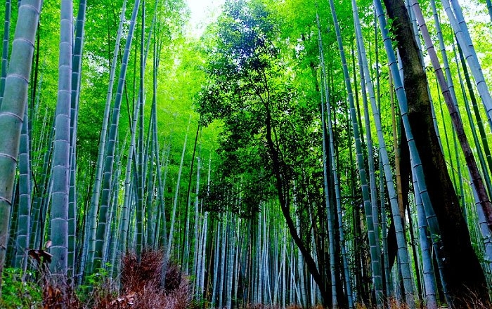 紀元前のインプラント