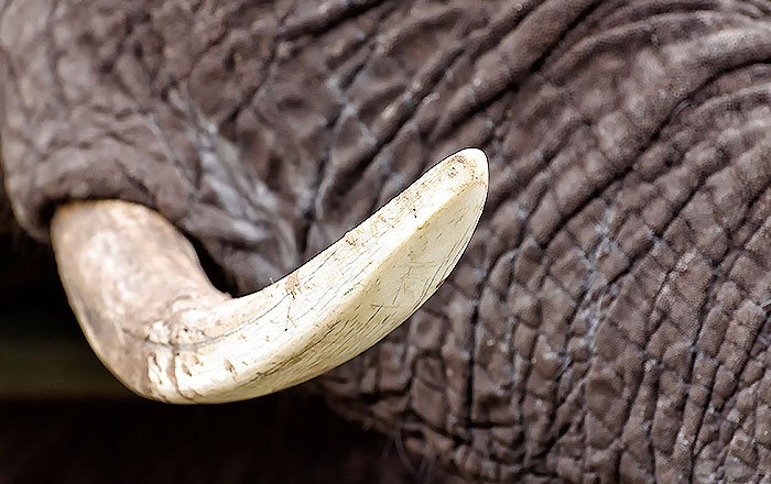 10世紀のインプラント