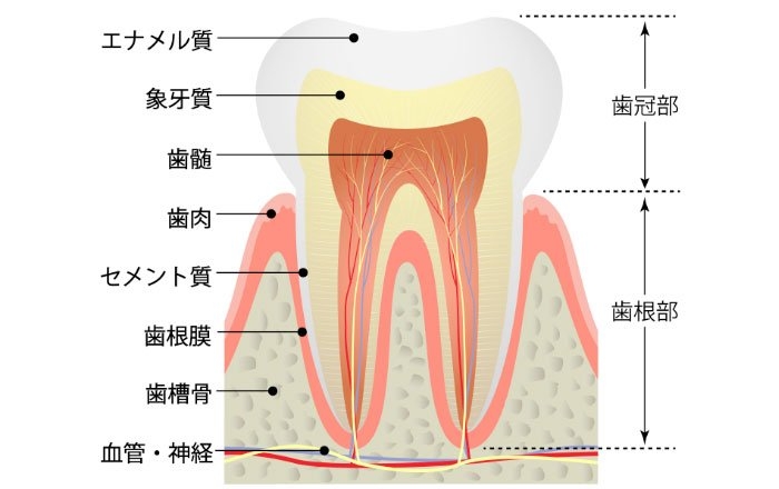 天然歯の構造