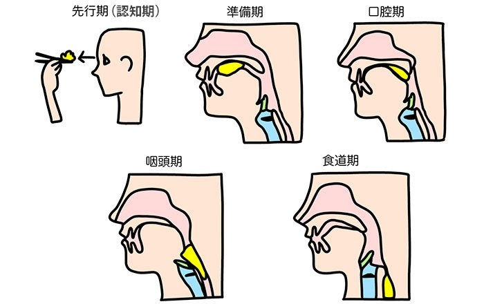 嚥下の一連の流れ
