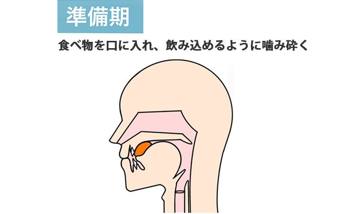 嚥下におけるインプラントの効果：食べ物をよく噛み潰せるようになる